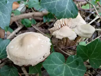 Paddestoelen Kennedy bos Kortrijk (België)